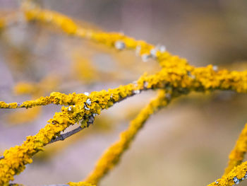 Close-up of yellow flowering plant during winter