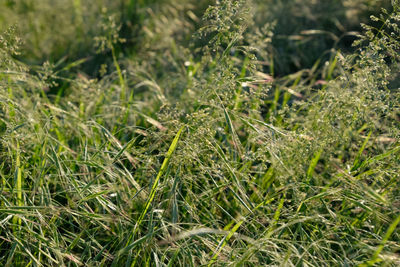 Close-up of grass growing on field