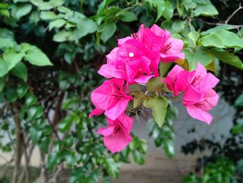 Close-up of pink flowering plant