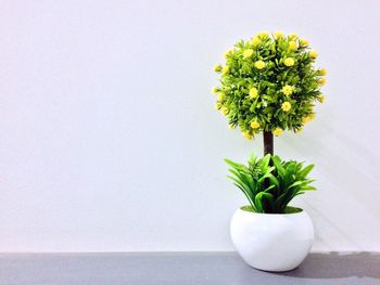 Close-up of potted plant on table