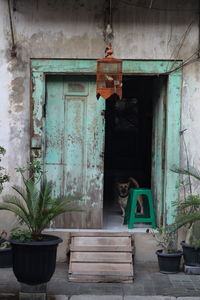 Dog peeking from behind vintage chinese door