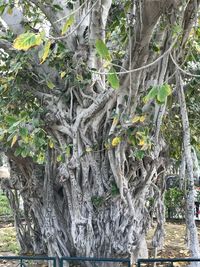 Low angle view of trees growing in forest