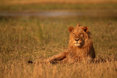 Young male lion 