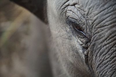 Close-up of elephant