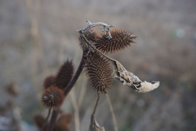 Close-up of dried thistle