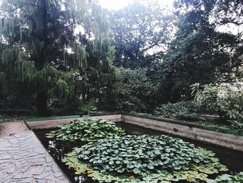 Plants and trees in park