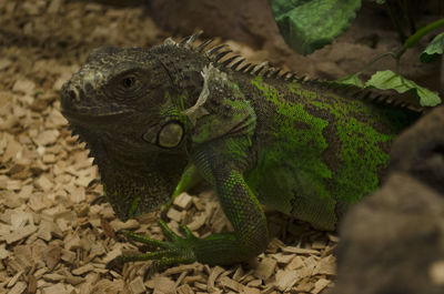 Green iguana,american iguana shedding off its skin in mundopark, guillena, seville, spain