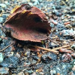 Close-up of rocks against blurred background