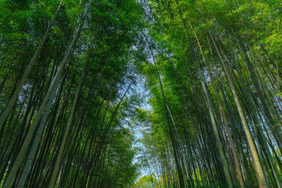 Low angle view of bamboo trees in forest