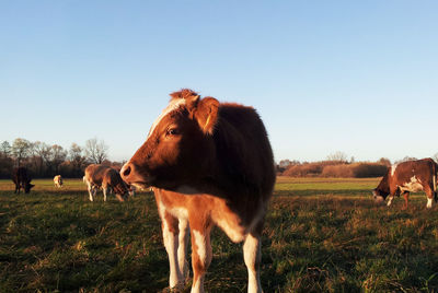 Cows on grassy field against clear sky