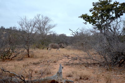 View of horse on field against sky