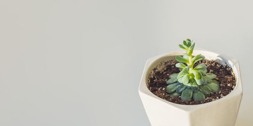 Close-up of potted plant against white background