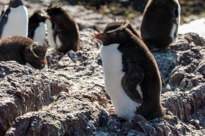 Close-up of penguins on rock