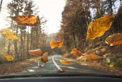 Close-up of autumn leaves on tree
