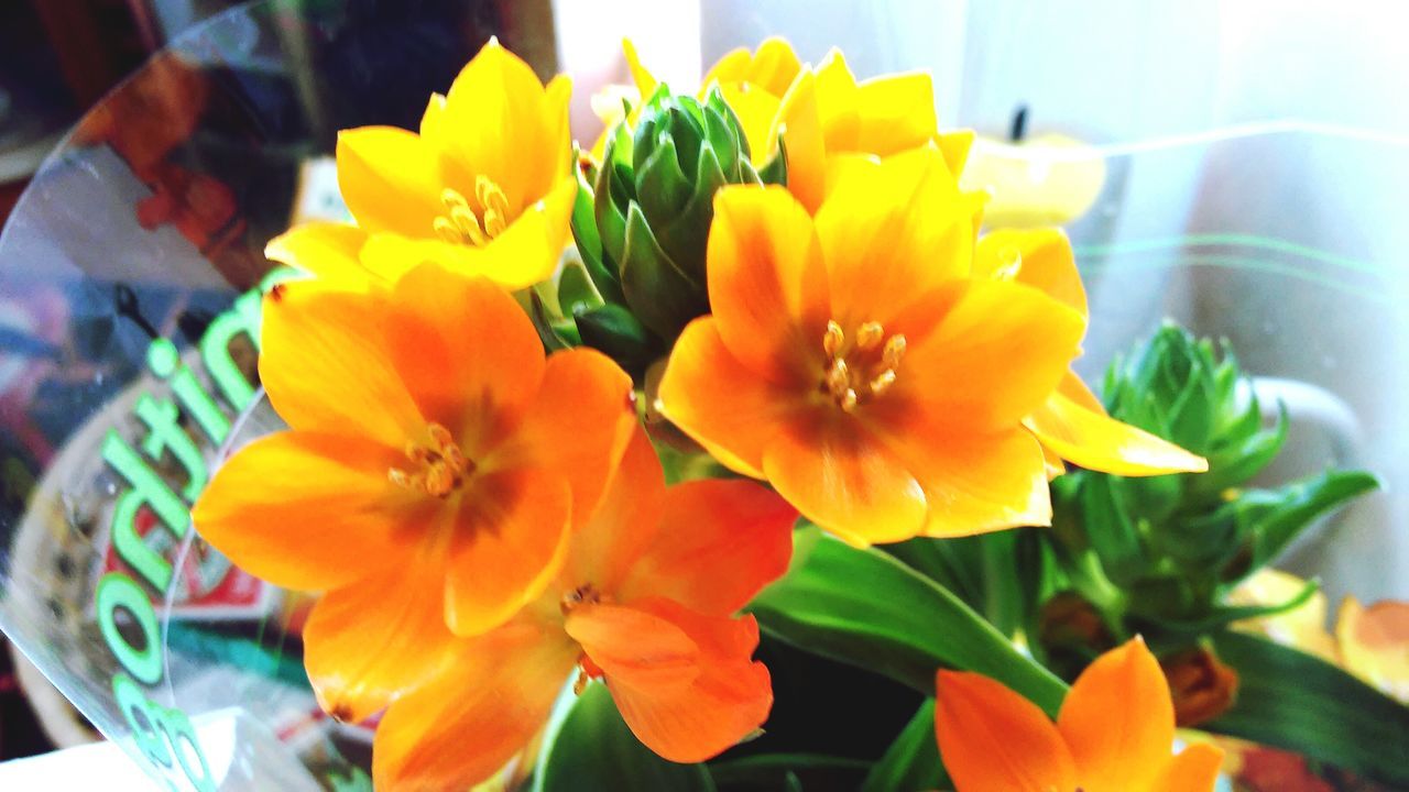 flower, petal, flower head, freshness, fragility, yellow, indoors, close-up, beauty in nature, growth, blooming, nature, plant, vase, orange color, focus on foreground, pollen, potted plant, multi colored, no people