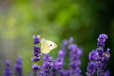 Close-up of butterfly pollinating on purple flower