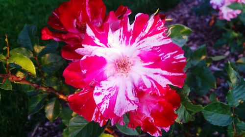 Close-up of pink flower