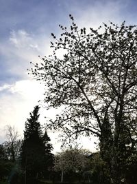 Low angle view of flowering tree against sky