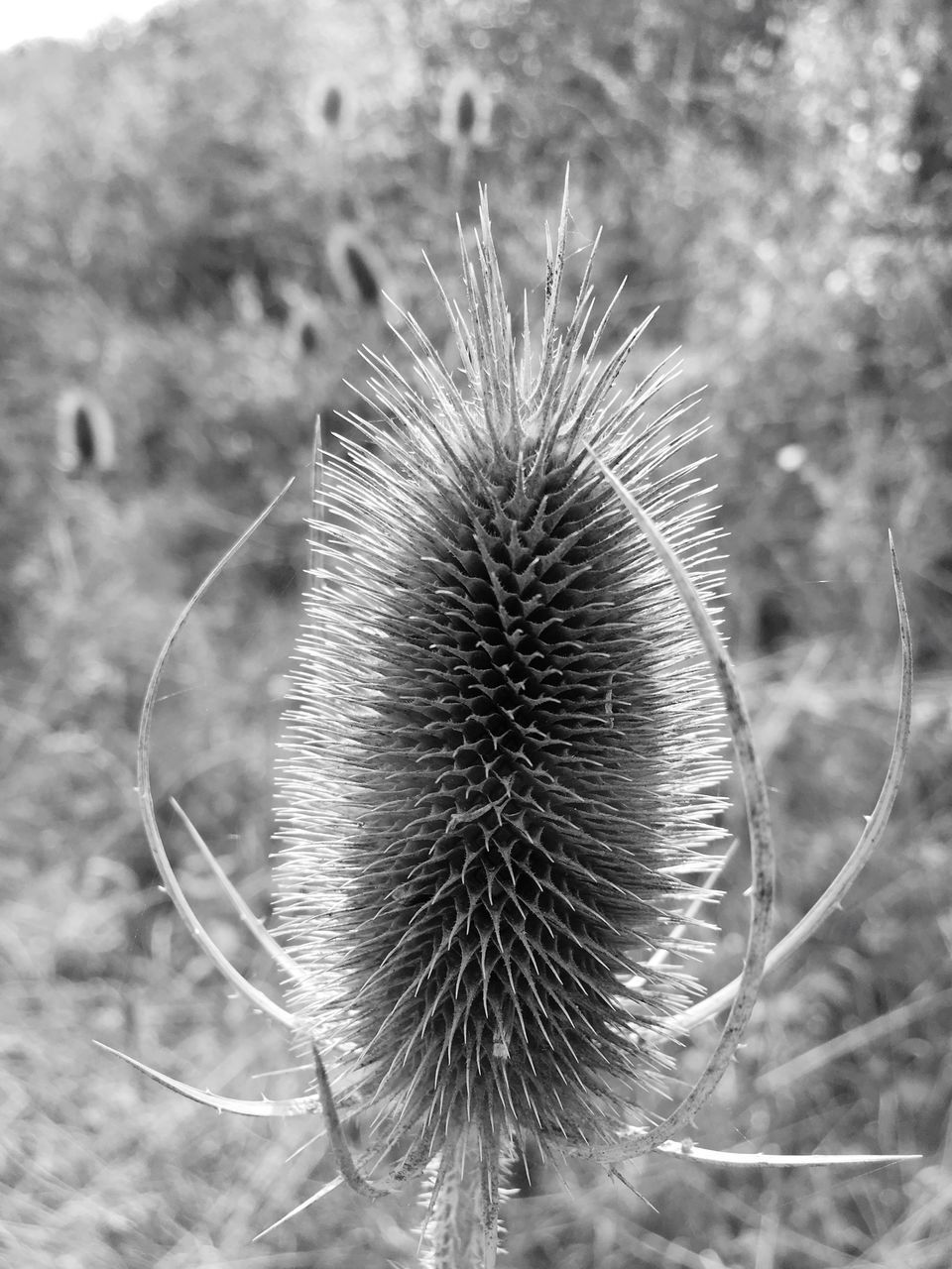 CLOSE-UP OF WILTED PLANT