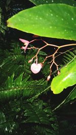 Close-up of leaves on plant