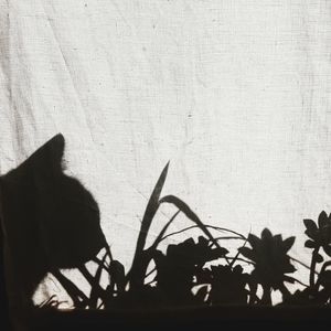 Shadow of people on plant