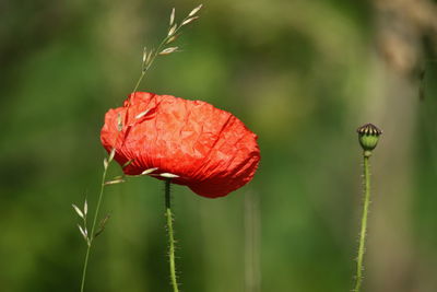 Close-up of red poppy flower