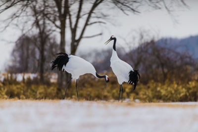 Cranes on field