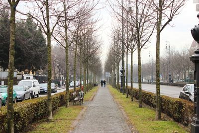 Footpath amidst trees and plants in city