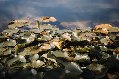 Close-up of leaves on a lake