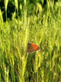 Close-up of butterfly pollinating on a field