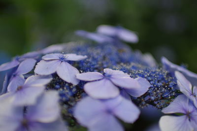 Close-up of purple hydrangea flowers