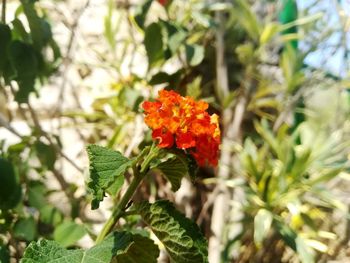 Close-up of red flowering plant