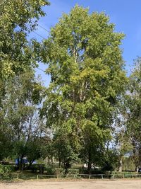 Trees growing on field against sky