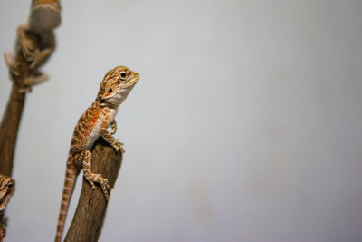 Close-up of a lizard