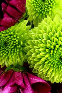 Close-up of dahlia blooming outdoors