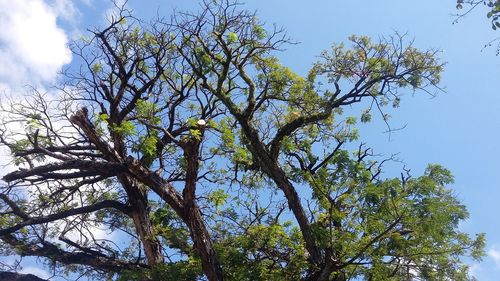 Low angle view of tree against sky