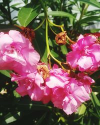 Close-up of pink flowers blooming outdoors