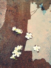 High angle view of flowers