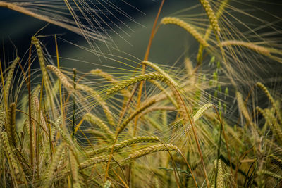 Close-up of wheat growing on field