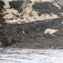 View of sheep on beach