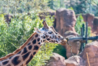 Giraffe in zoo