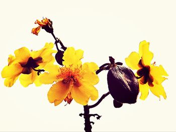 Close-up of flower over white background