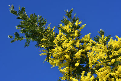 Mimosa tree in