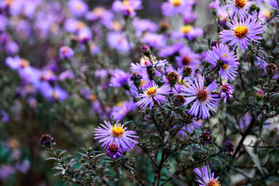 Close-up of purple flowering plants