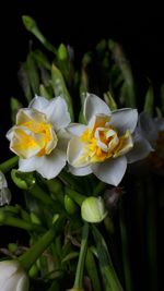 flowering plant