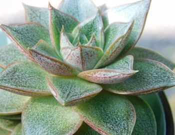 Close-up of succulent plant