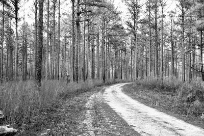 Road amidst trees in forest