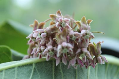 Close-up of flowering plant