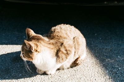 Close-up of ginger cat on street