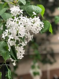 Close-up of white flowers